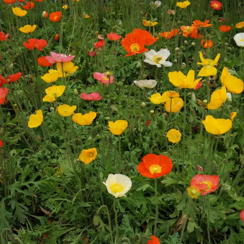 islandmohn