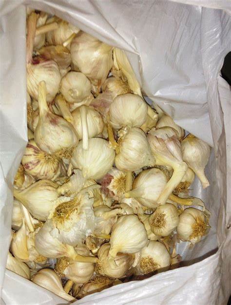 Knoblauch